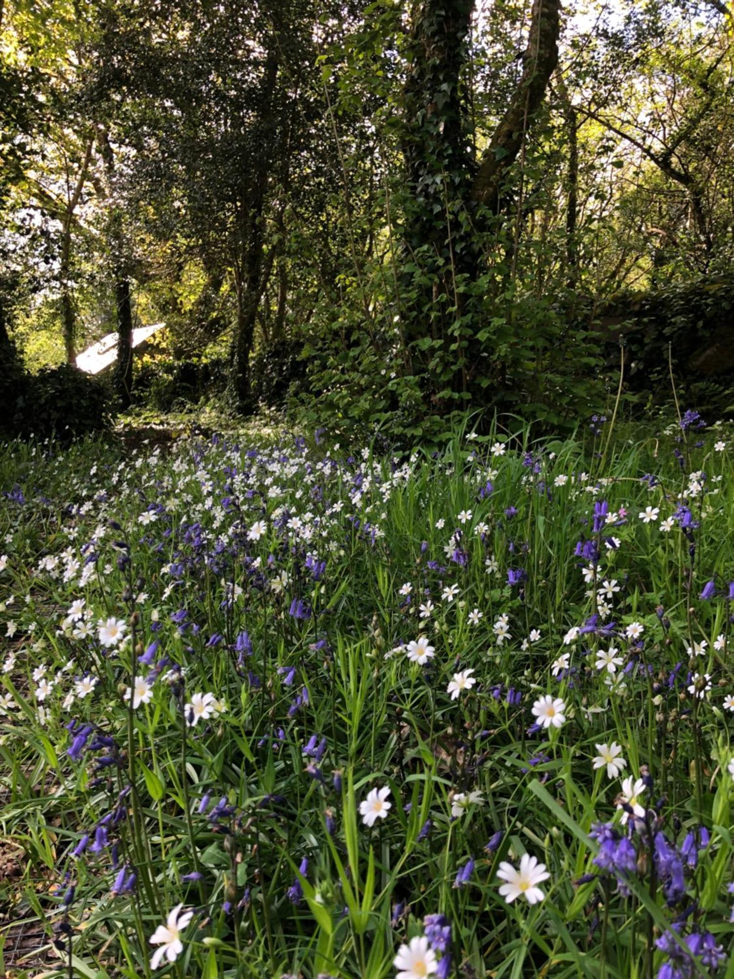 Sligo Forest Retreat Extérieur photo